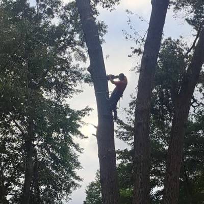 TREE REMOVAL