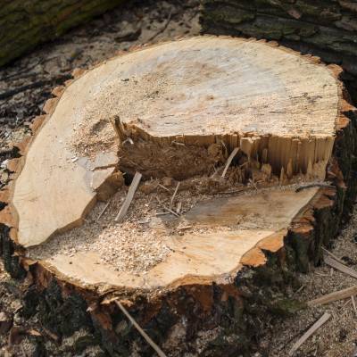 STUMP GRINDING